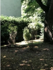 Ein Bild, das Baum, Pflanze, draußen, Eiche enthält.Automatisch generierte Beschreibung